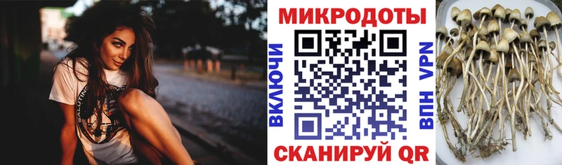 площадка клад  Арамиль  Галлюциногенные грибы Psilocybe 